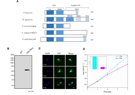 Subcellular Localization And Rnai Of Tbla In Procyclic Form Trypanosoma