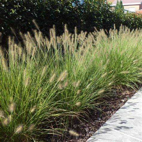 Pennisetum Grass Outdoor Plants Plantshopme Fountain Grass