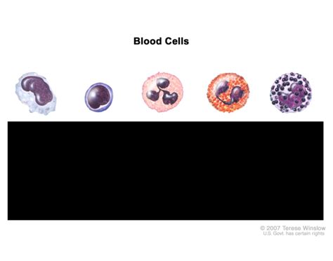 5 types of white blood cells Quiz