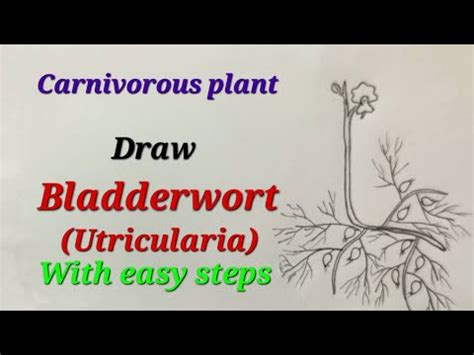 Bladderwort drawing easy for kids, Utricularia drawing easy ...