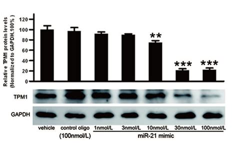 Western Blot Wb