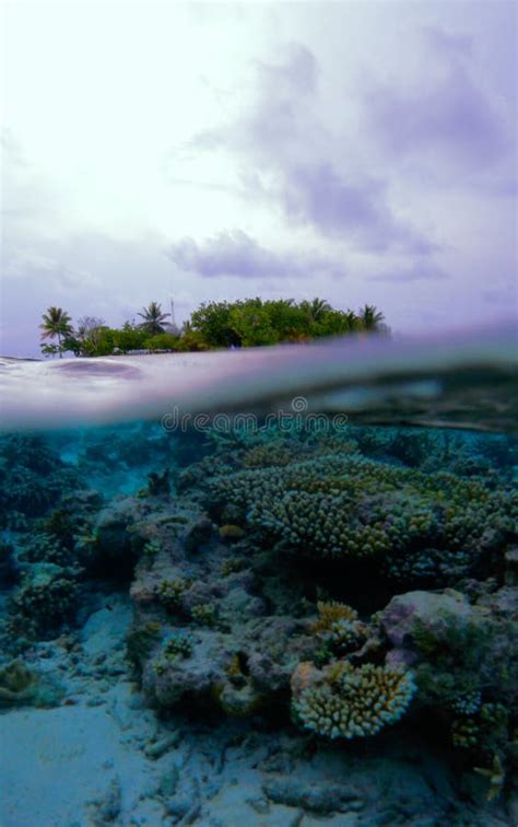 Tropical Island and Coral Reef, Maldives Stock Image - Image of ...