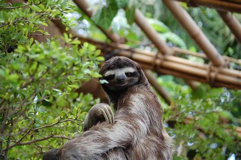 Sloth Animal Facts | Choloepus Hoffmani - AZ Animals