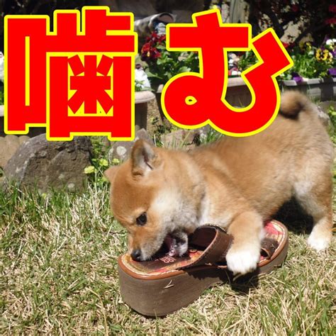 歩いてたら子犬が足を噛んでくる時にする2つの対処法 神戸市で子犬のしつけをkdsメソッドで成功へ導きます