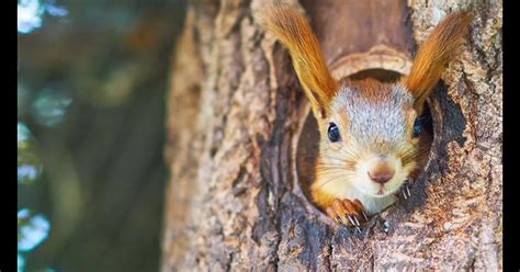 Eichh Rnchen Kobel So Helfen Sie Den Tierchen Im Winter