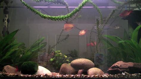 125 Litre Tropical Fish Tank Setup July 2010 YouTube