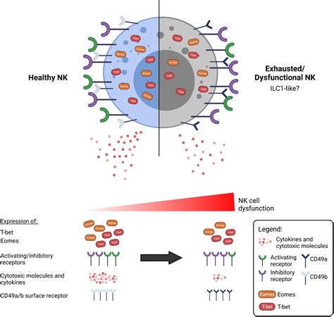 Frontiers Nk Cells In A Tug Of War With Cancer The Roles Of