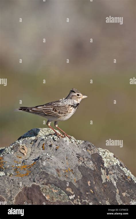 Calandra Lark Melanocorypha Calandra Stock Photo Alamy