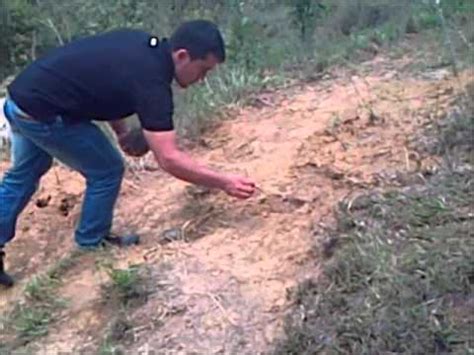 Cogiendo Hormigas Culonas Big Ass Ant YouTube