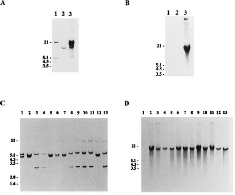 Southern Hybridization Analysis Of The Haga Hagb And Hagc Loci A