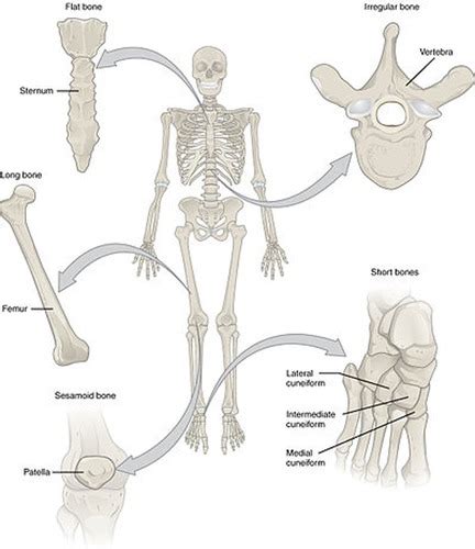 A P Ch Skeletal System Flashcards Quizlet