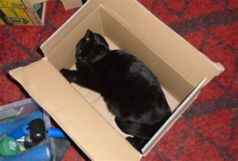 Cat Owners Share Adorable Photos Of Their Pets In Cardboard Boxes Pics