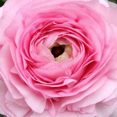 Pink Elegance Ranunculus Florabundance Wholesale Flowers