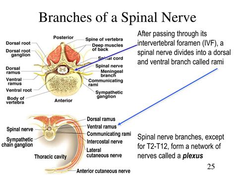 PPT Chapter 13 Spinal Cord Nerves And Reflexes PowerPoint