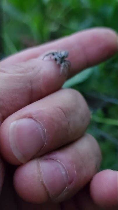 Jumping Spider Youtube