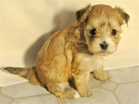 Information About Dog Breed Care-Tzu - Cairn Terrier And Shih Tzu Mix