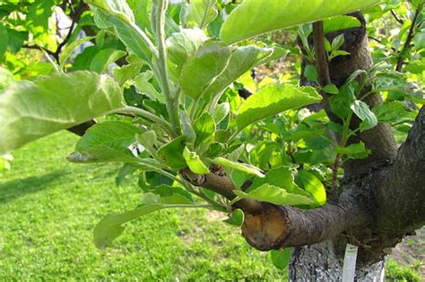 How To Propagate Pear Trees From Cuttings Gardeners Path