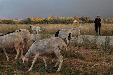 Waldbrände in Griechenland Der Rauch zieht bis nach Athen ZEIT ONLINE