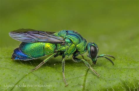 500px Photo Green Hornet By Marcus Kam Hornet Green Hornet