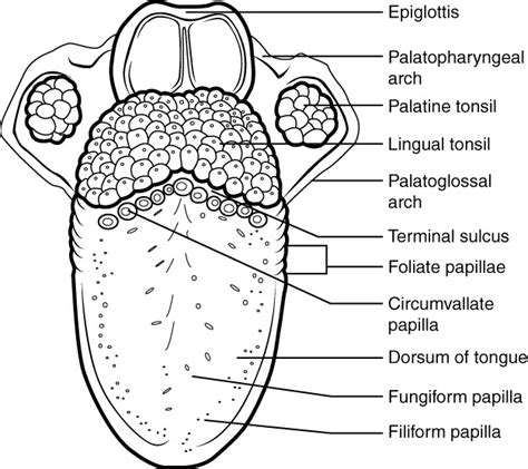structures   tongue diagram quizlet