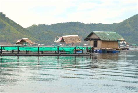 Bangus: The country’s most popular fish (Second of Two Parts ...