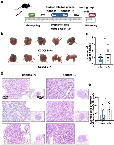 Ccdc65 Inhibited Urethane Induced Lung Carcinogenesis A The Mice