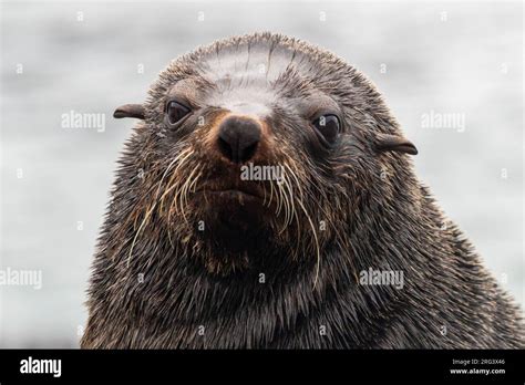 Cape Fur Seal Arctocephalus Pusillus Adult Female Close Up Western