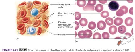 Blood Tissue Labeled