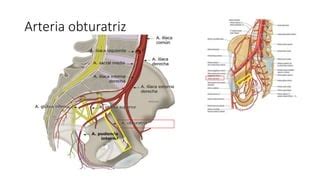 Estructuras Vasculonerviosas De La Pelvis Anatom A Ppt