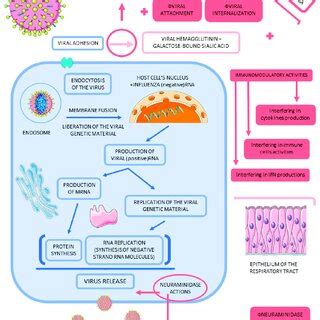 Features Of Influenza Infection Pathogenesis And Potential Pathways Of