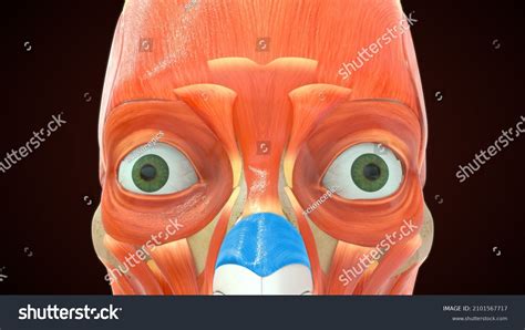 Nasalis Transverse Portion Muscle Anatomy 3d Stock Illustration 2101567717 | Shutterstock