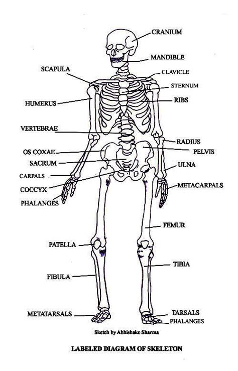 Bones And Muscles And Joints Clip Art Library