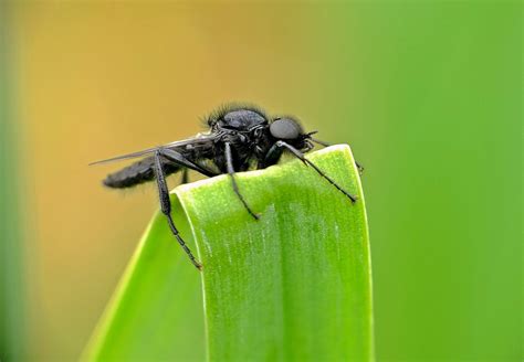 Gratis Afbeeldingen Natuur Fotografie Vlieg Groen Insect Macro