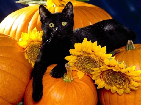 Halloween Cat Wallpapers - Wallpaper Cave