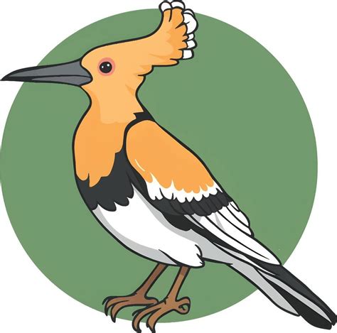 Hoopoe Cartoon Bird Illustration 49010112 Vector Art At Vecteezy