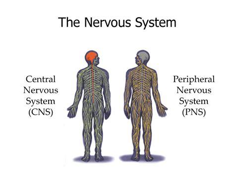 Unit 3 Neuroscience Ppt Download