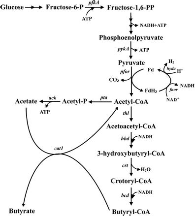 Metabolic Pathway In Clostridium Tyrobutyricum ATCC 25755 Key Enzymes