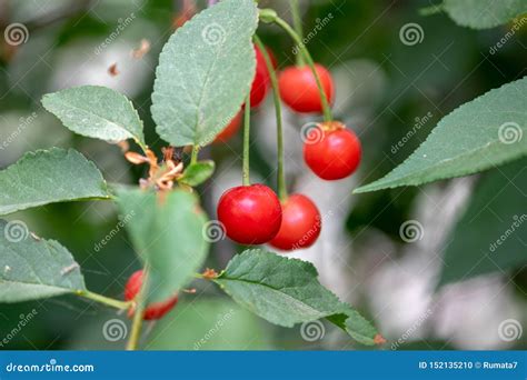 New Red Cherries Grown On Green Branch Stock Photo Image Of Eating