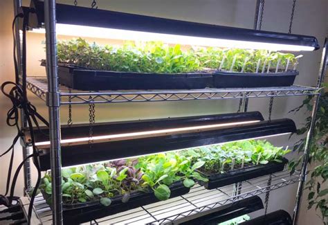 Want To Garden Like A Pro Heres A Simple And Affordable Indoor Grow