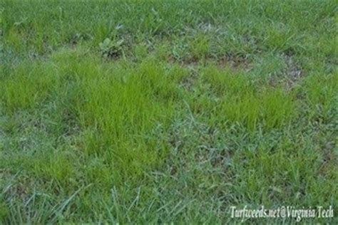 Driving Homeowners ‘Nuts – Sedge’ in the Lawn | Virginia Cooperative ...