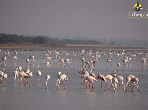 GoTirupati: Pulicat Lake Bird Sanctuary Nellore