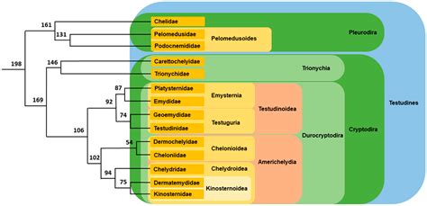 Genes Free Full Text Sex Chromosomes And Master Sex Determining Genes In Turtles And Other