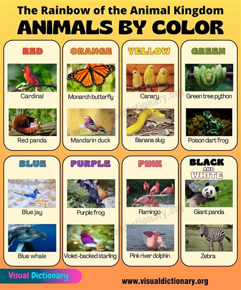 Animals by Color: List of Awesome Animals and their Colors - Visual ...