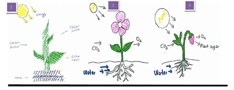 Diagrams Of Photosynthesis Diagrams 1 2 And 3 Download Scientific