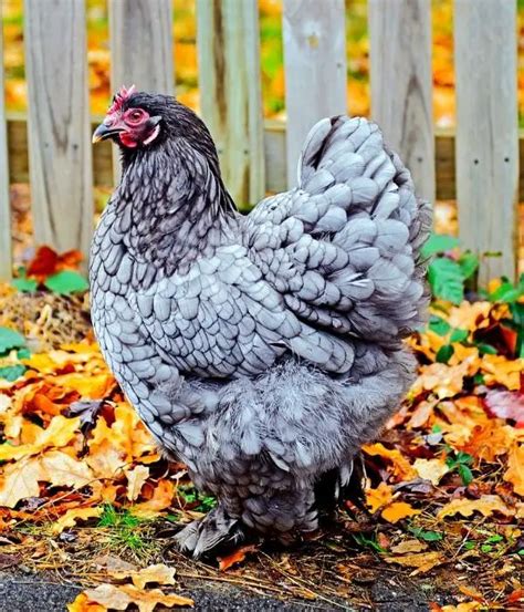 Cochin Chicken Breed Guide: Size, Varieties, Eggs, Care, Images