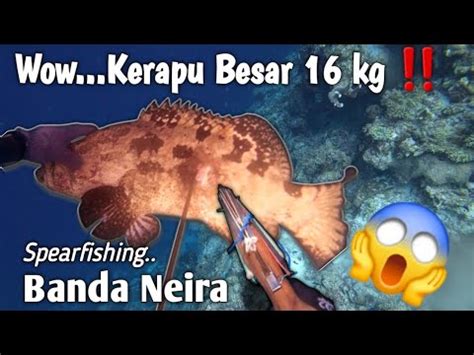 Spot Kerapu Monster Berat Kg Banda Neira Youtube