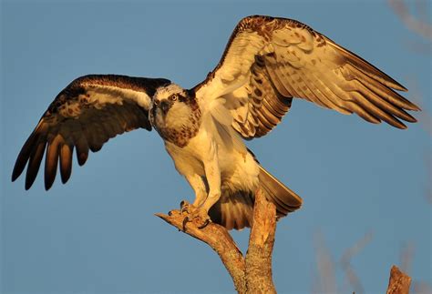 Eastern Osprey (Pandion cristatus)