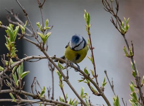 Blue Tit Small Bird Garden - Free photo on Pixabay - Pixabay