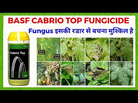 Basf Cabrio Top Fungicide Metiram Pyraclostrobin Wg Basf