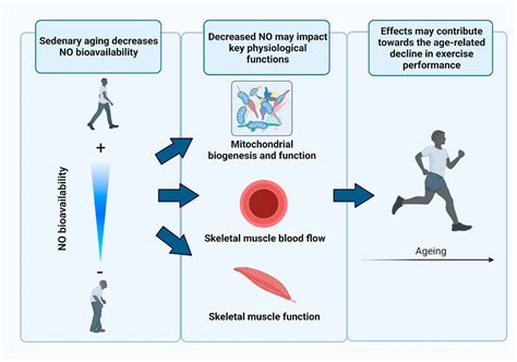 Christoph Burch On Twitter Effects Of Aging On Nitric Oxide